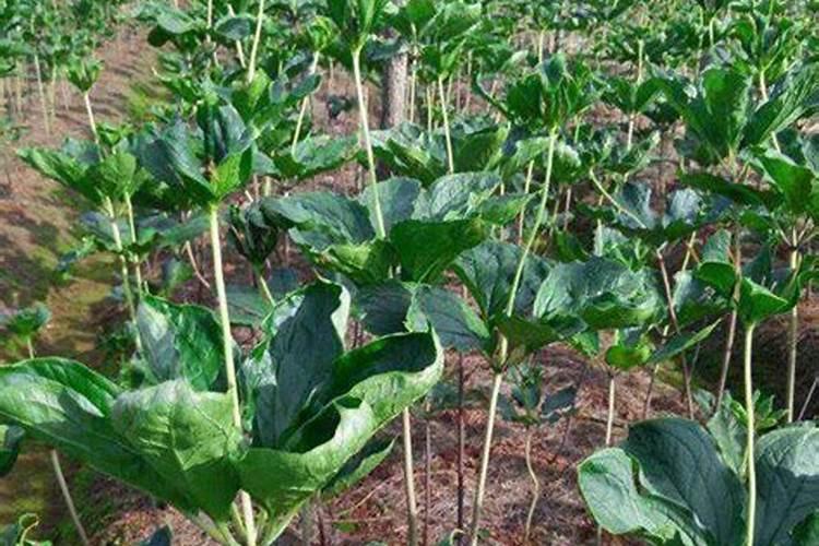 种植重楼需要什么条件