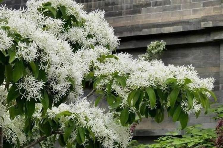 流苏树开花后怎么养 流苏树开花后如何养