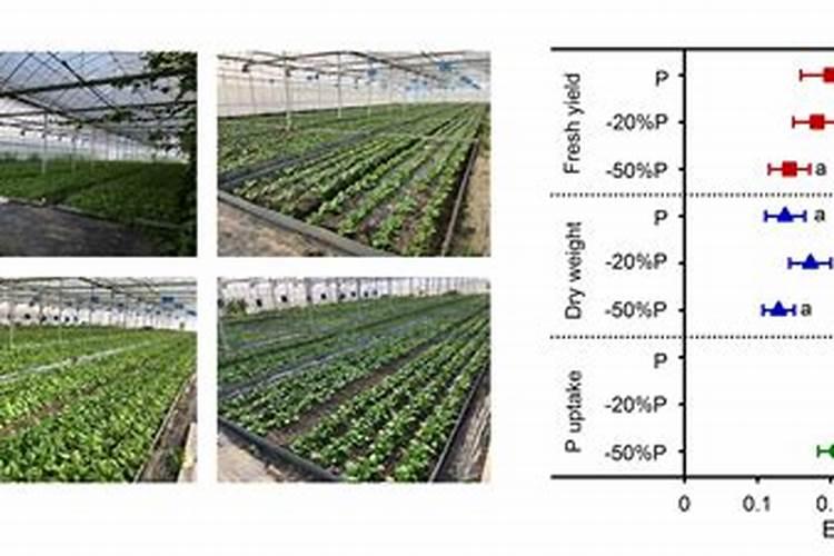 NPK配方施肥实验？