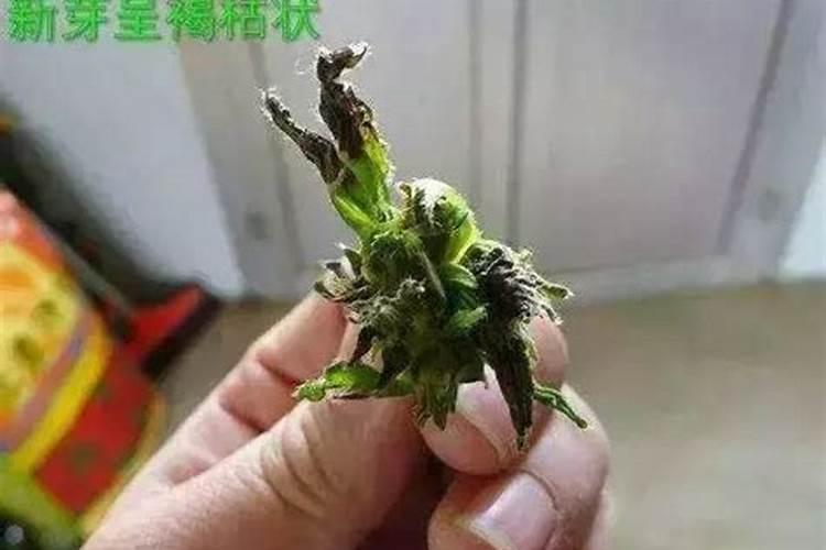 金叶女贞和小叶女贞从顶部开始落叶,然后就枯死,请问原因及救治方法？