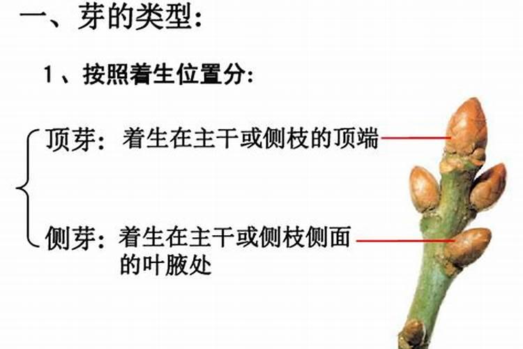 果树缺硼怎么办 果树缺硼症状有哪些