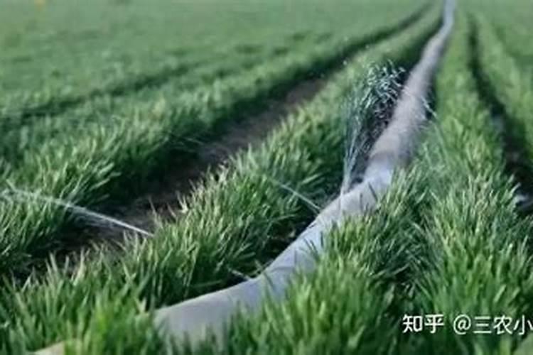 小麦追肥用什么肥料好