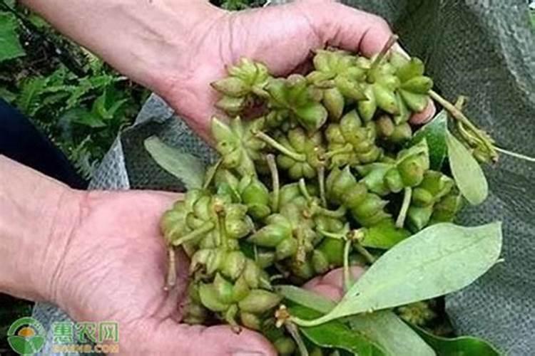 八角树施什么肥料挂果多