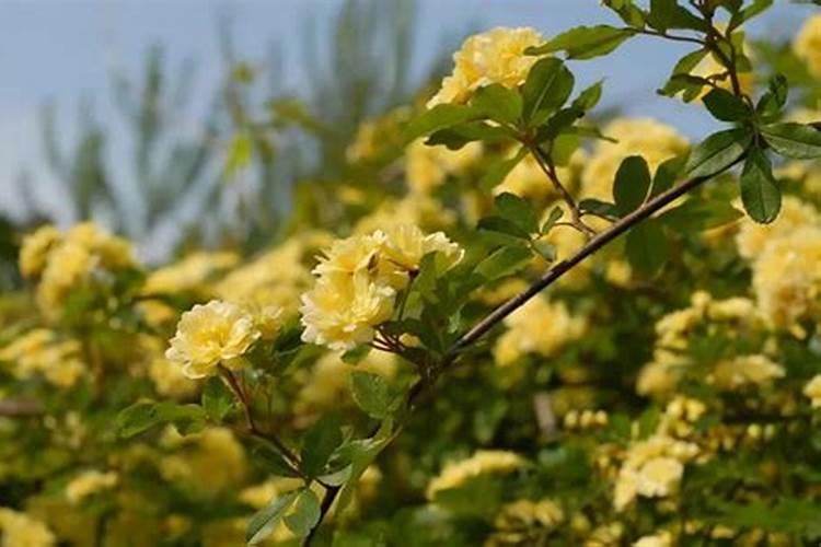 木香花怎么施肥,幼期追施基肥促进根系生长