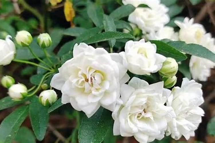 木香花几月种植 木香花如何种植