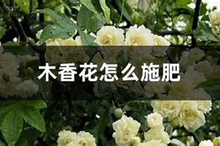 木香花的种植