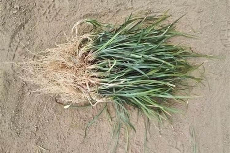 麦冬草种植方法