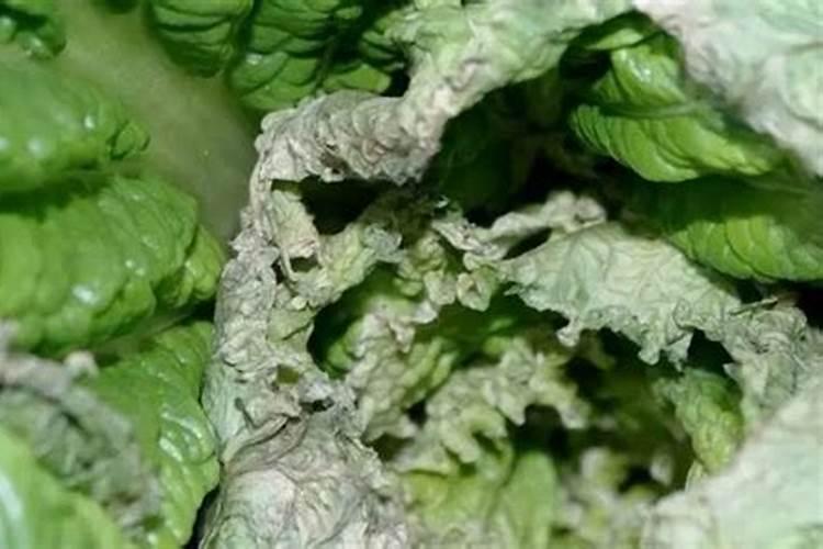想要防治大白菜干心病,应该怎么防治呢？