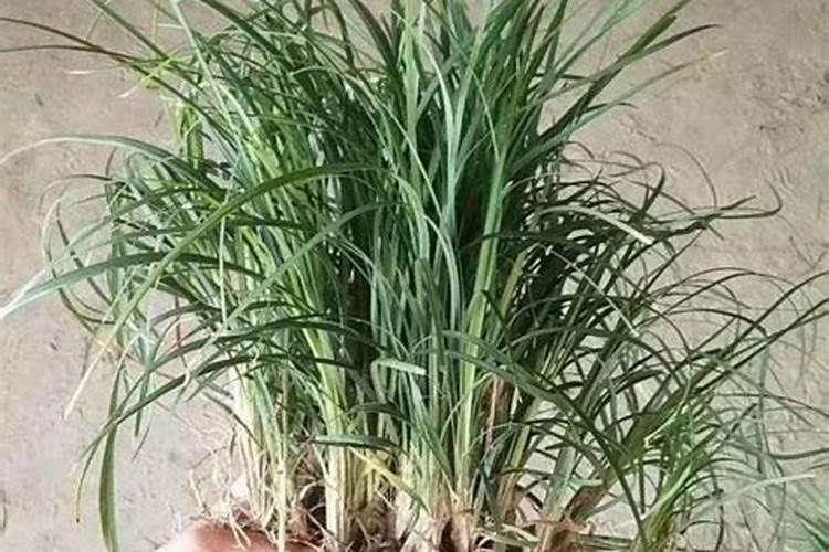 兰花施什么肥料最好  兰花施肥注意事项