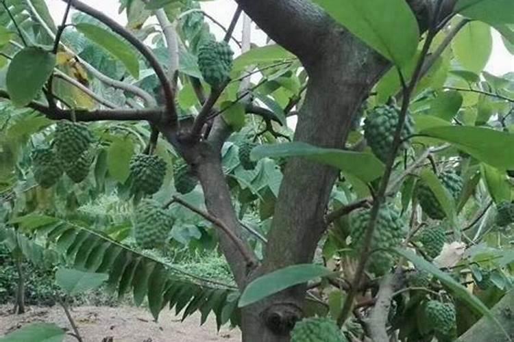 释迦果种植需要注意什么 释迦果生长条件