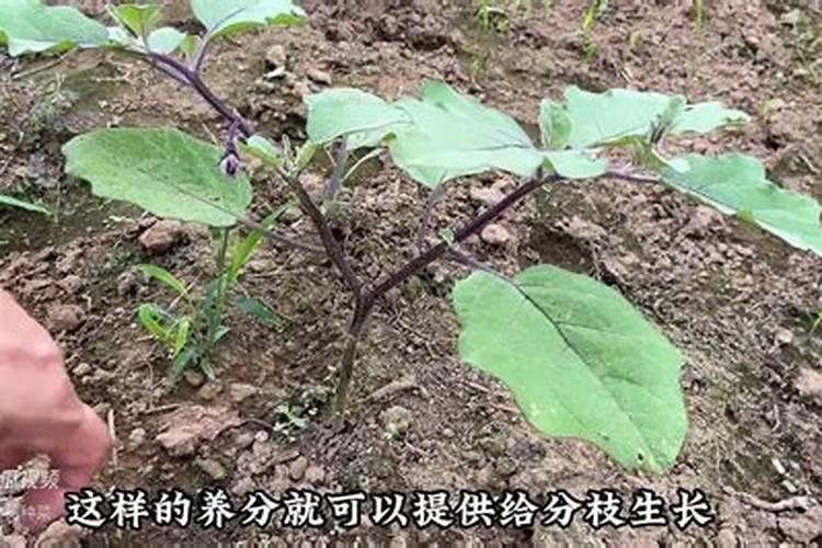 茄子如何施肥 茄子施肥方法最佳时间