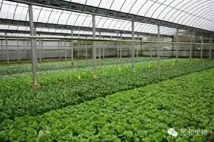 杨梅膨果期使用硼肥能否增加种子量？探究硼肥的作用及效果