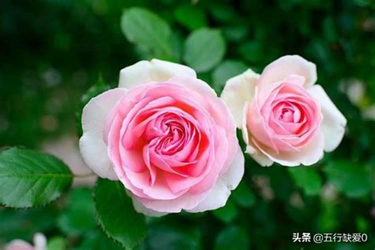 龙沙宝石月季怎么养 开花多艳丽