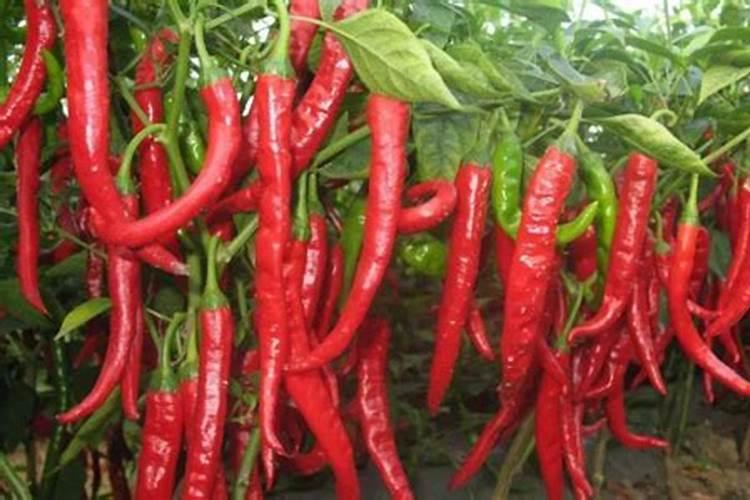 辣椒出几张叶可以下肥料