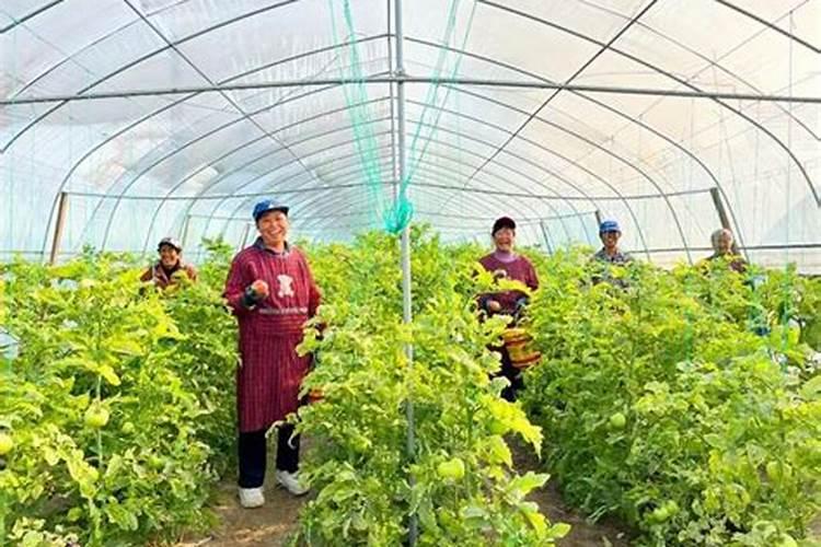 未来几年的草毒大棚会怎样？