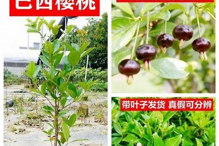 巴西樱桃种植技术