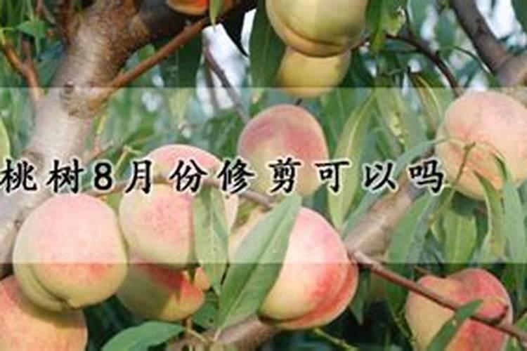 当年栽的桃树八月份需要施肥吗？
