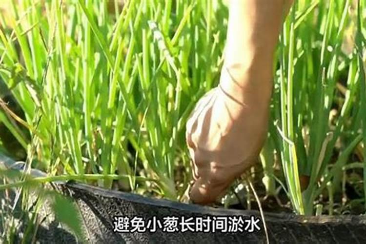 小葱追肥用复合肥还是用尿素