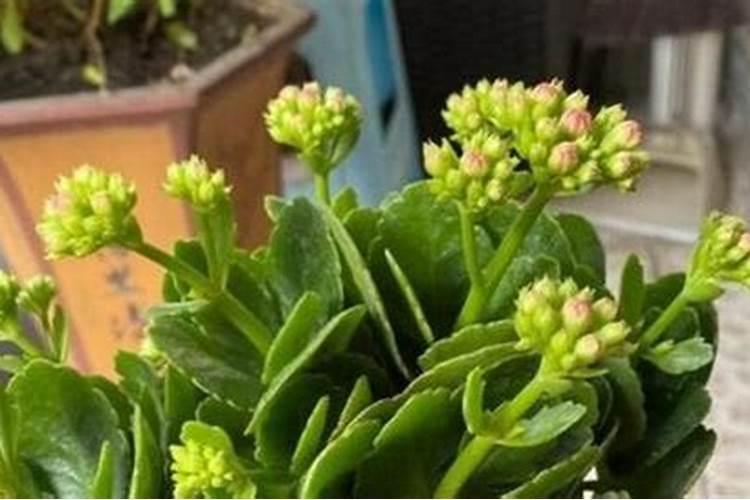 长寿花如何护理才能开好花？