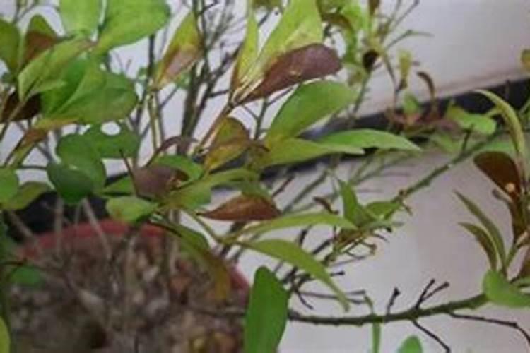 千日红是怎样养护和繁殖的？