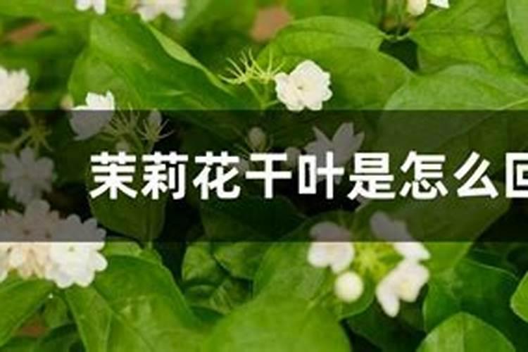 养花需要的几件神器,别小看它们,用处是真不少