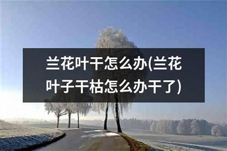 千日红是怎样养护和繁殖的？