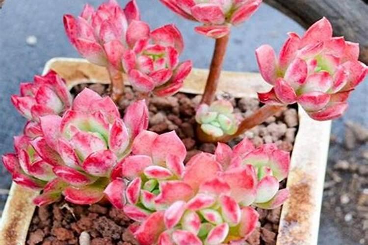 盆栽多肉植物施什么肥 该如何施肥