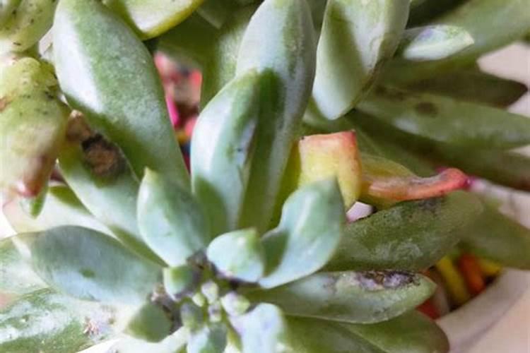 多肉可以用磷酸二氢钾吗