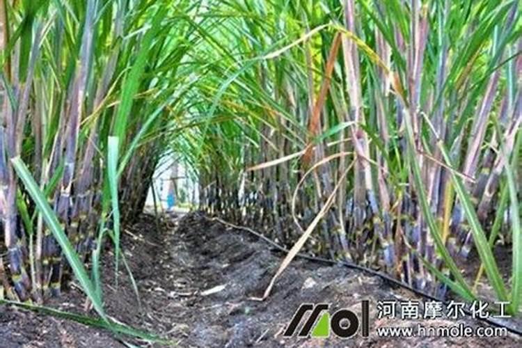 为什么要禁止使用硝态氮肥