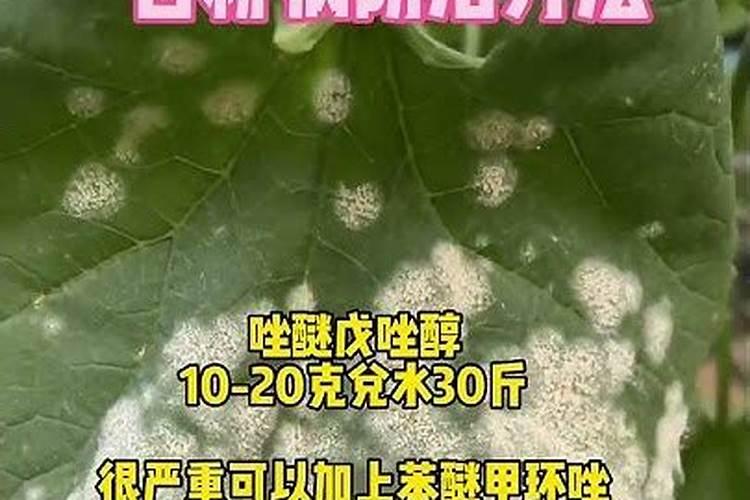 月季得了白粉病怎么办