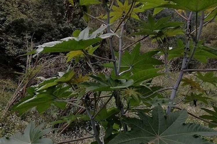请教养兰高手用做君子兰肥料的(麻子)是蓖麻子吗