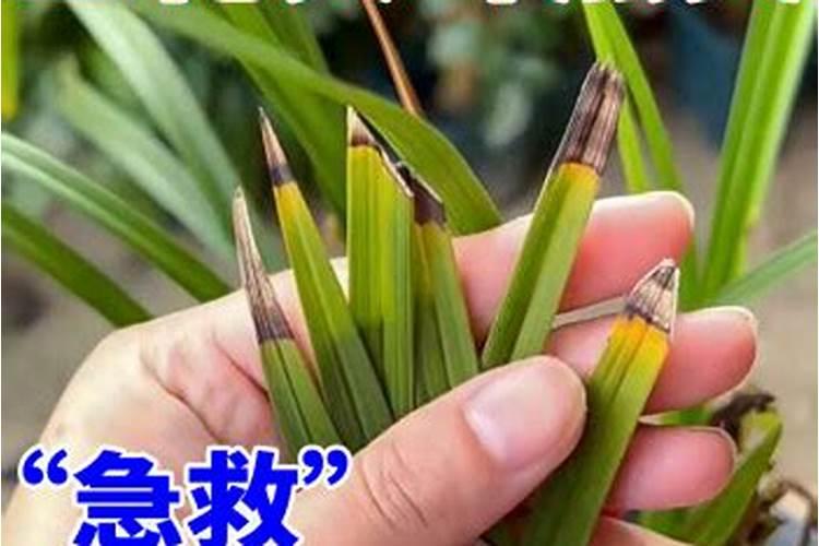兰花施什么肥好