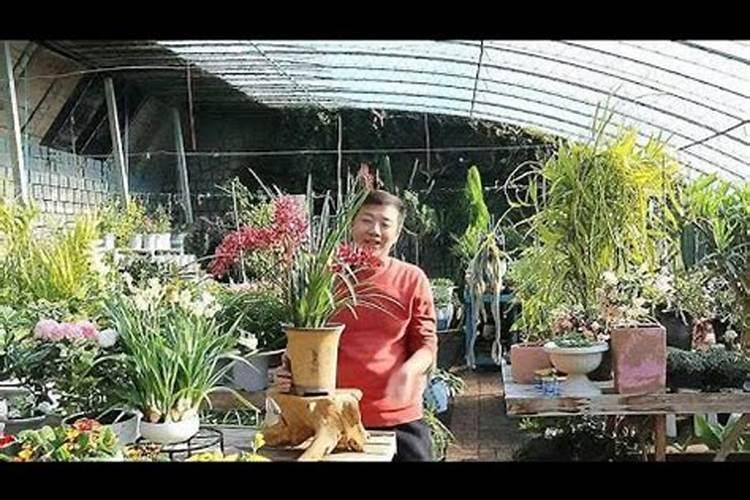 兰花多箭素和兰灵王效果一样吗