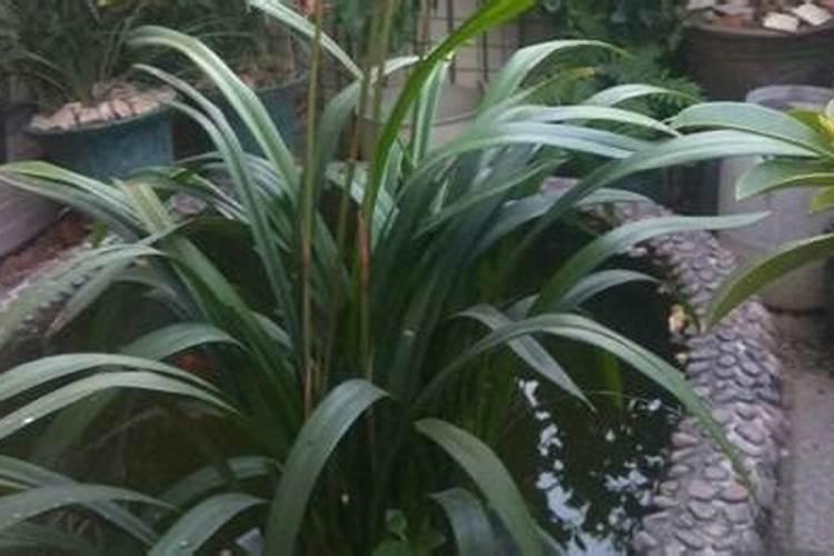 兰花什么时候施肥最好,兰花施肥用什么肥最好(氮磷钾肥)