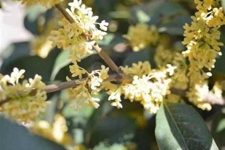 四季桂花冬季能不能施肥？