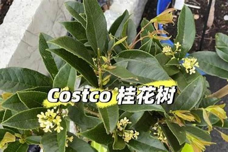 四季桂花冬天怎么养殖方法和注意事项