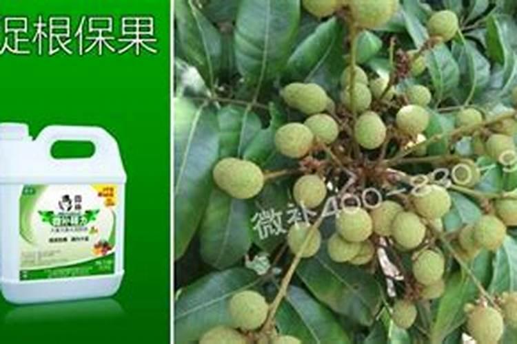 荔枝挂果期如何管理 桂味荔枝怎样管理才可年年挂果
