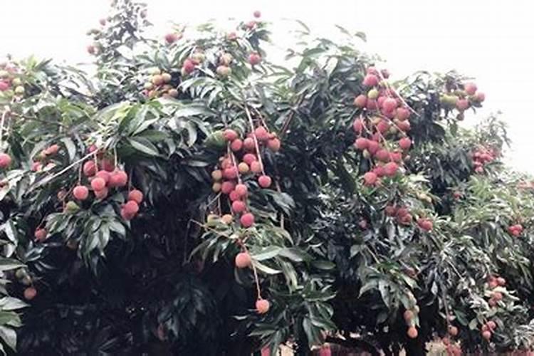 桂味荔枝怎样管理才可年年挂果