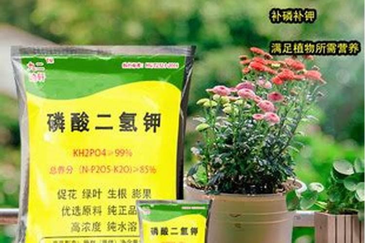 中国十大育苗基质品牌