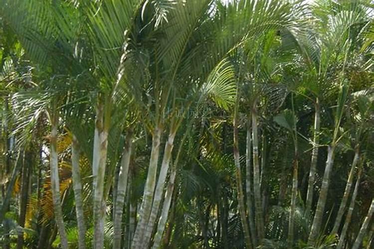 腊梅用什么肥料好