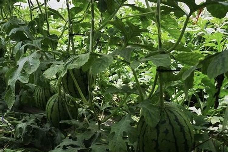 西瓜坐果七八斤,可不可以施肥？