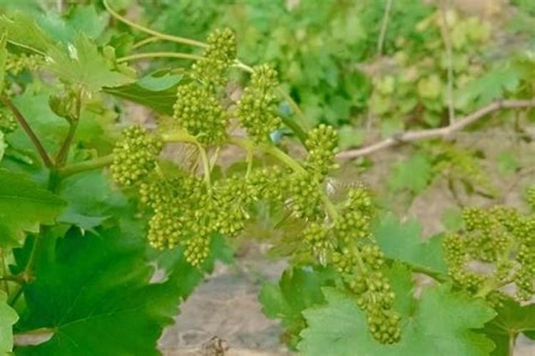 怎样对葡萄树的叶面施肥？