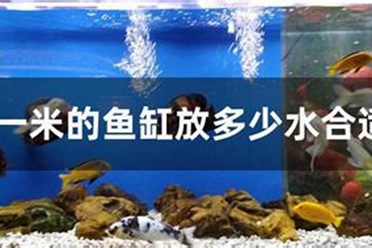 新鲜豆腐渣能喂鱼吗,豆腐渣喂鱼怎么发酵