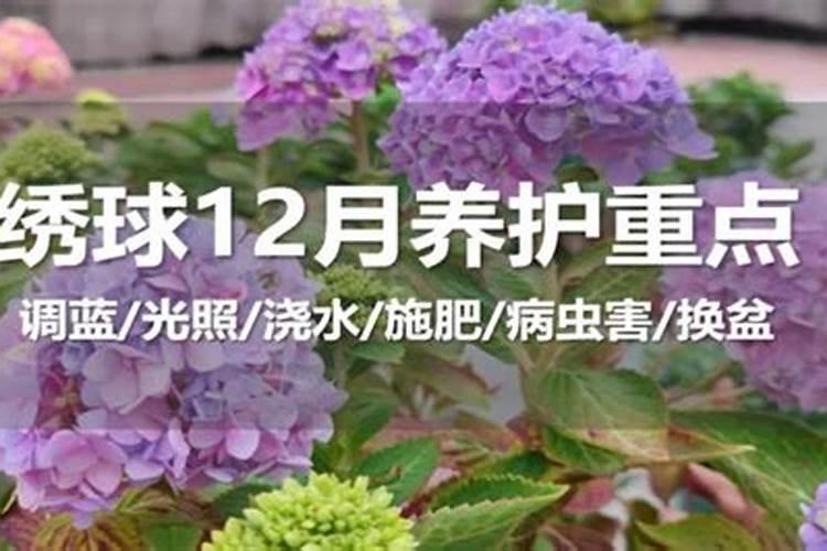 绣球花调蓝一定要用硫酸亚铁吗