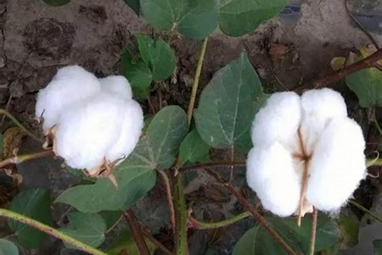 棉花在哪些土壤上容易出现缺硼症状？