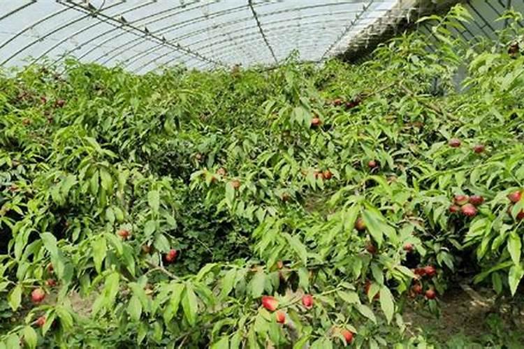 大棚种花一般都施什么肥料,黄瓜用什么肥料产量高