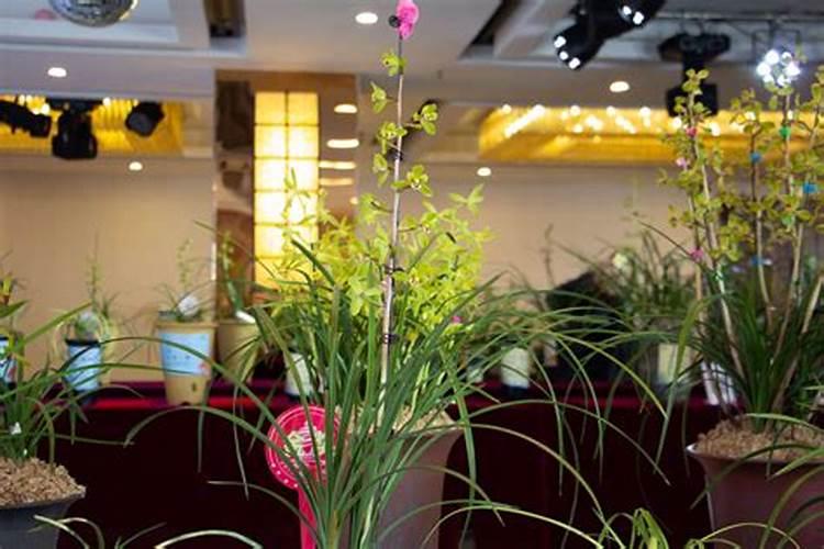 兰花多久服盆,一般多长时间服盆