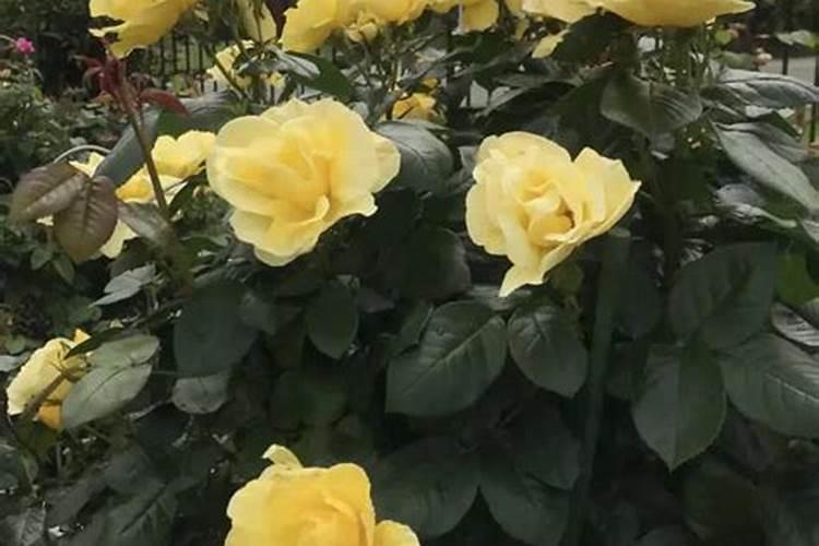 月季如何施磷酸二氢钾