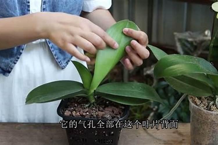 蝴蝶兰花不小心喷洒了全无敌,应该怎么处理？