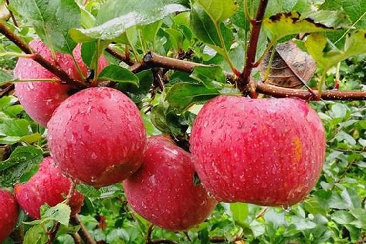 水溶肥每株苹果施多少斤